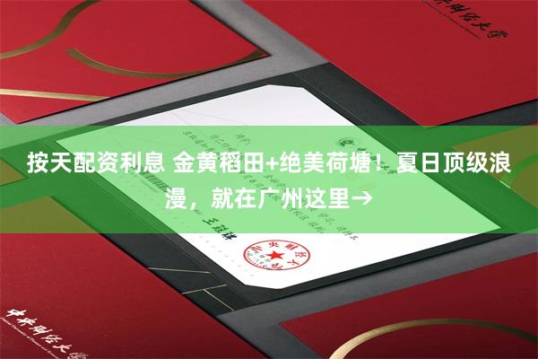 按天配资利息 金黄稻田+绝美荷塘！夏日顶级浪漫，就在广州这里→