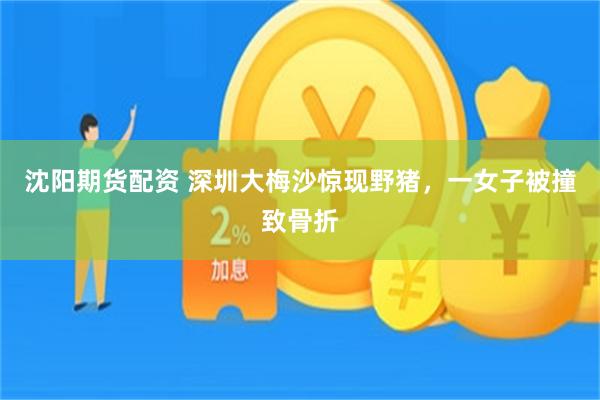 沈阳期货配资 深圳大梅沙惊现野猪，一女子被撞致骨折